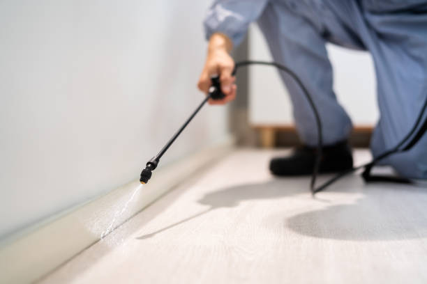Licensed Wasp Removal service in Milford, MI - Show Me Pest Control